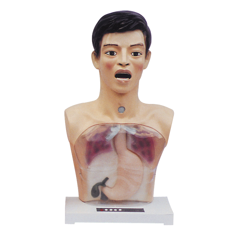 男性半身洗胃模型 男性半身洗胃模型