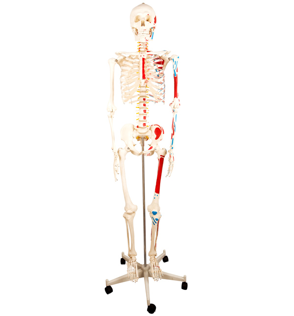 人體骨骼附半邊肌肉著色模型170cm 人體骨骼附半邊肌肉著色模型170cm