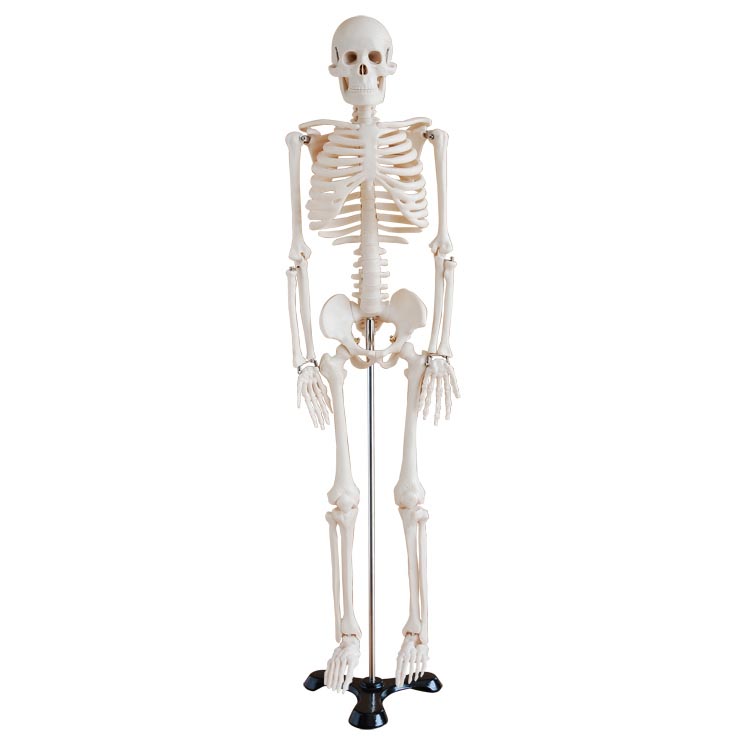 人體骨骼模型85cm 人體骨骼模型85cm
