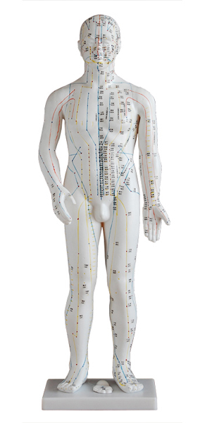 人體針灸模型(男性) 70cm 人體針灸模型(男性) 70cm